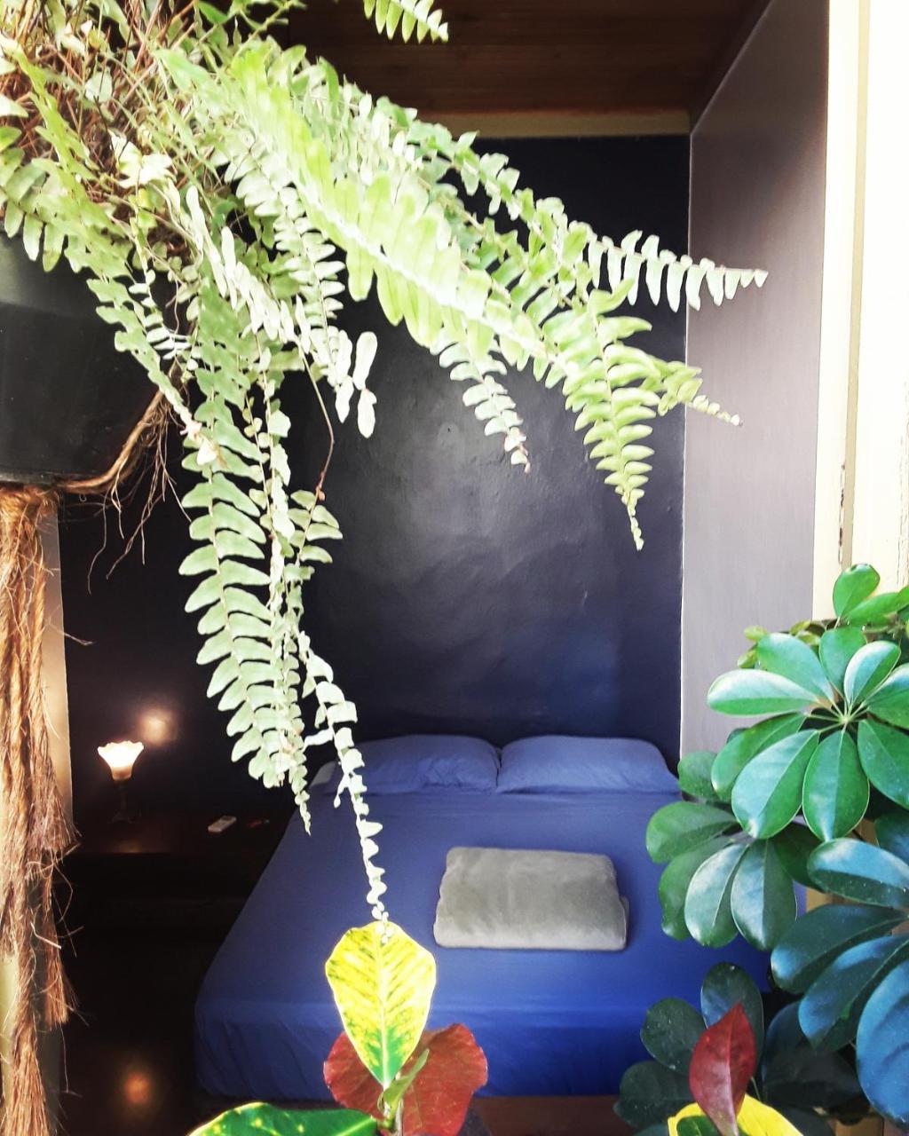 Frida Casa Hostel بيلوتاس المظهر الخارجي الصورة