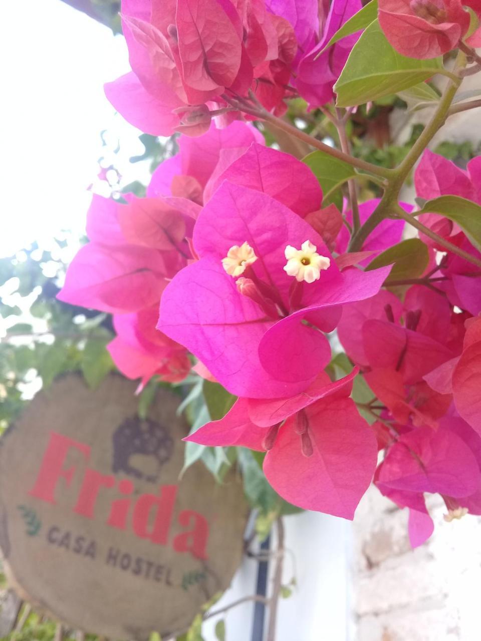 Frida Casa Hostel بيلوتاس المظهر الخارجي الصورة
